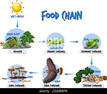 Schéma de la chaîne alimentaire Illustration de Vecteur