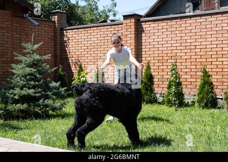 Jeune femme jouant avec le géant schnauzer dans l'arrière-cour. Le propriétaire entraîne son chien en été Banque D'Images