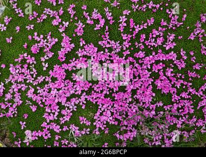 Petites fleurs roses de Moss campion, une plante basse, qui s'embrasse dans les montagnes Banque D'Images
