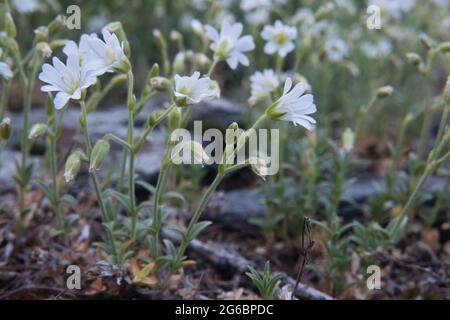 Gros plan sur les fleurs blanches de la mauvaise herbe à oreilles de souris, également connue sous le nom de Starweed Banque D'Images