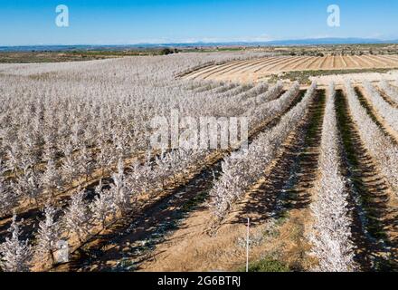 Floraison de cerisier dans les champs et les prés d'Europe Banque D'Images