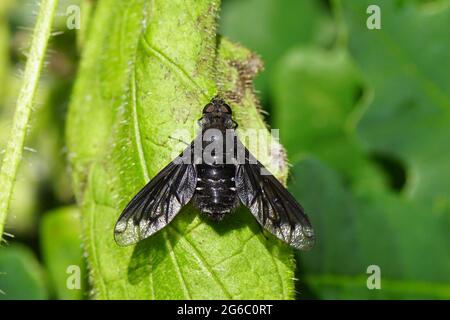 Gros plan Anthrax anthrax, famille des mouches des abeilles (Bombyliidae). Une mouche noire sur une feuille dans un jardin hollandais. Juillet, pays-Bas Banque D'Images