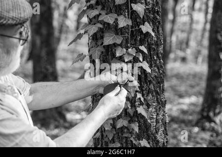 Vieux scientifique. Grand-père barbu en forêt. Curiosité à la botanique. Détective difficile en forêt. Explorez la nature. Étudiant avec loupe explorant Banque D'Images
