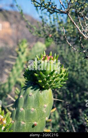 Cactus sauvages, (Cactaceae) Opuntia cylindrica, aussi appelé cactus cylindricus. Gros plan photo en plein soleil. Banque D'Images