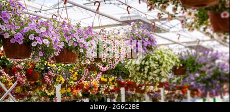 pots de fleurs colorés suspendus dans le centre des plantes de jardin ornementales. espace de copie de bannière Banque D'Images