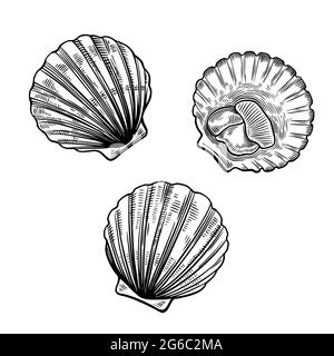 Coquilles Saint-Jacques dans un style vintage à la ligne simple, isolées sur fond blanc. Illustration des fruits de mer. Illustration de Vecteur