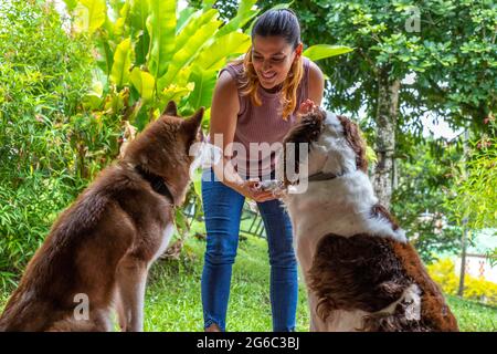 Jeune femme à la maison enseignant à ses deux chiens de donner un paw comme un salut en récompensant avec un cookie Banque D'Images