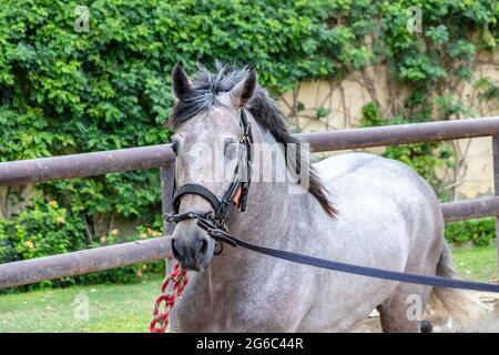 Blanc andalou purebred foal effectuant des exercices d'entraînement Banque D'Images