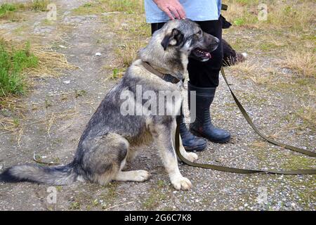 L'homme tient un grand chien gris sur une laisse, assis à ses pieds. Dressage de chiens avec un chien de garde Banque D'Images