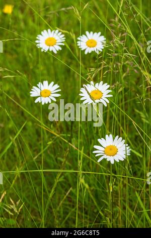 Fleurs de Daisy Oxeye fleuries sur une prairie d'herbe Banque D'Images