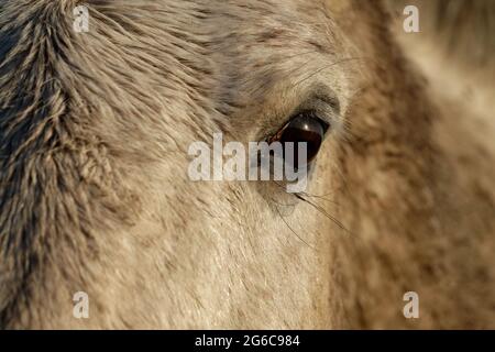 De près de l'œil d'un cheval blanc Banque D'Images