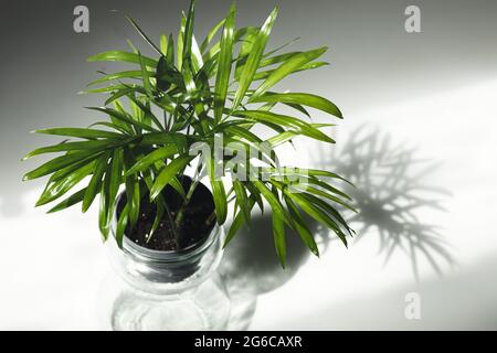 Mini plante de chamaedorea dans un pot en verre sur la table blanche à la lumière du jour Banque D'Images