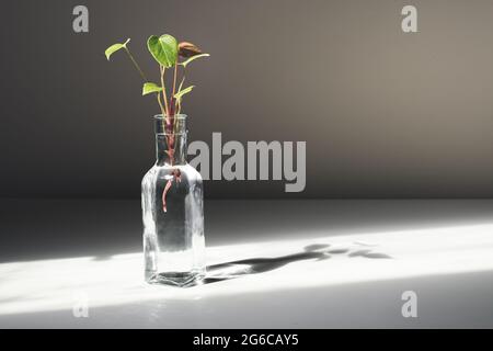 Anthurium sprout dans une bouteille avec de l'eau sur une table blanche, illuminée par le soleil, décoration minimaliste botanique maison Banque D'Images
