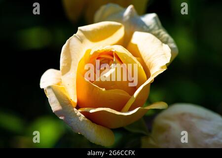 La fleur d'une rose 'teasing Georgia' (Rosa 'teasing Georgia') Banque D'Images