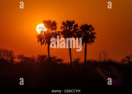 Vue sur le coucher du soleil africain de 3 palmiers. Parc national de Chobe, Botswana, Afrique Banque D'Images