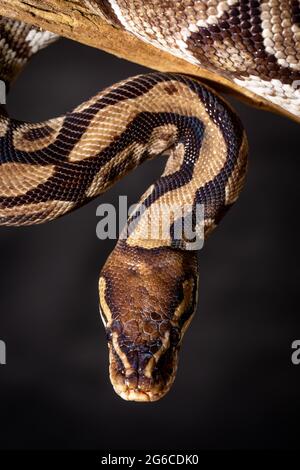 Royal Python (Python regius) Photographie en studio Banque D'Images