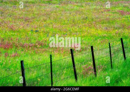 Ligne de clôture avec des fleurs sauvages. Prairie Zumwalt, Oregon Banque D'Images