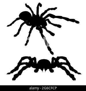 Ensemble avec silhouettes araignées isolées sur fond blanc. Illustration vectorielle. Illustration de Vecteur