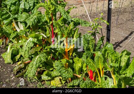 Des rangées de verger arc-en-ciel mélangent des plantes légumes feuillus poussant dans le jardin au printemps Angleterre Royaume-Uni Grande-Bretagne GB Banque D'Images