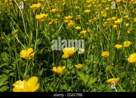 Gros plan de buttercups sauvages fleurs jaunes fleurs fleuries croissant dans un pré en été Angleterre Royaume-Uni Grande-Bretagne Banque D'Images