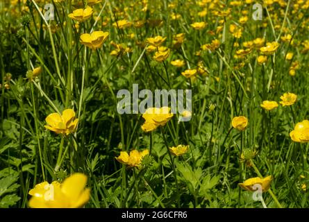 Gros plan de papillons sauvages fleurs jaunes floraison poussant dans un champ de prairie en été Angleterre Royaume-Uni GB Grande-Bretagne Banque D'Images