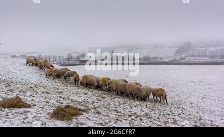 3 décembre 2020. Hawes, North Yorkshire - Météo. Les brebis Swaledale reçoivent un morceau supplémentaire de nourriture ce matin alors que la première neige de l'hiver couvrait leur herbe Banque D'Images