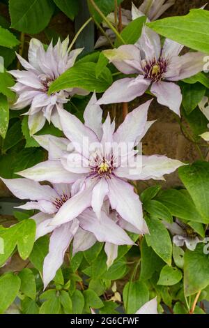 Gros plan de l'alpiniste clematis 'Samaritan JO' plante des fleurs fleuries sur une clôture en treillis sur un mur dans le jardin en été Angleterre Royaume-Uni Banque D'Images