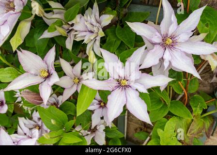 Gros plan de l'alpiniste clematis 'Samaritan JO' plante des fleurs fleuries sur une clôture en treillis sur un mur dans le jardin en été Angleterre Royaume-Uni Banque D'Images