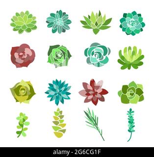 Ensemble d'illustrations vectorielles de fleurs vertes succulentes et cactus. Vue de dessus des plantes du désert isolée sur fond blanc. Illustration vectorielle. Illustration de Vecteur