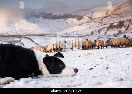 Pendant que les Shepherds regardaient leurs troupeaux la nuit... titch la frontière Collie garde un oeil de près sur les brebis de Swaledale étant nourris lors d'un matin de Noël enneigé à l'intérieur Banque D'Images