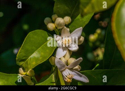 Citrus sinensis, Orange Tree Blossom Banque D'Images