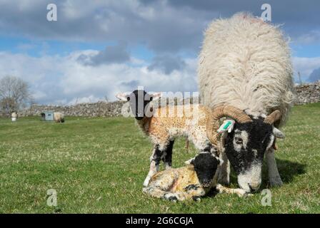 Swaledale Ewe avec des agneaux jumeaux nouveau-nés sur une ferme de colline à Cumbria, Royaume-Uni. Banque D'Images