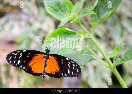 Heliconius hecale papillon noir et orange assis sur une plante verte Banque D'Images