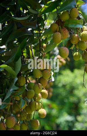 Des lychees rouges mûres fraîches pendent sur le litchee dans le jardin Banque D'Images