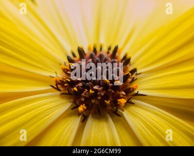 Gros plan de la Marguerite africaine jaune Banque D'Images