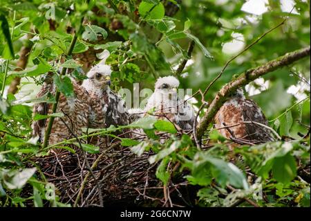 Le sparrowhawk eurasien (Accipiter nisus) fleuret de nid, Heinsberg, Rhénanie-du-Nord-Westphalie, Allemagne Banque D'Images