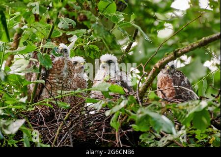 Le sparrowhawk eurasien (Accipiter nisus) fleuret de nid, Heinsberg, Rhénanie-du-Nord-Westphalie, Allemagne Banque D'Images