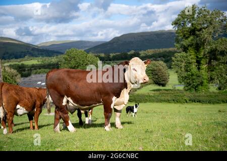 Troupeau de bovins hereford en pâturage dans un pâturage luxuriant, Cumbria, Royaume-Uni. Banque D'Images