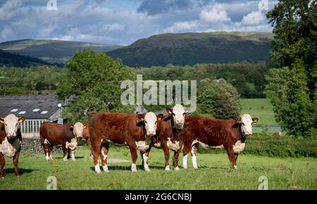 Troupeau de bovins hereford en pâturage dans un pâturage luxuriant, Cumbria, Royaume-Uni. Banque D'Images