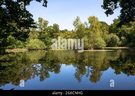 L'étang de Leyenweiher dans la Heath de Wahner près de Troisdorf, Rhénanie-du-Nord-Westphalie, Allemagne. Der Leyenweiher dans le Wahner Heide BEI Troisdorf, Nordrhei Banque D'Images