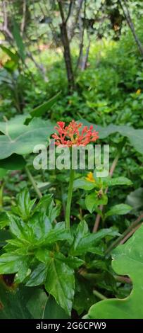 Les laits du jardin en question. Banque D'Images