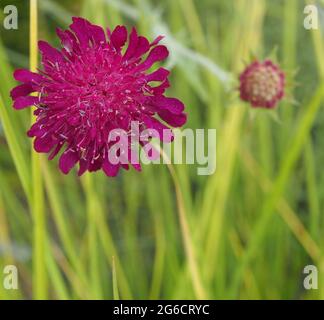 Gros plan sur la fleur rouge sombre inhabituelle de la Cnautia Macédonica macédonienne. Banque D'Images