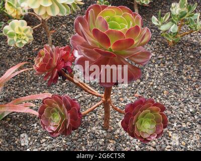 Un Arboreum vert et rouge - un succulent adapté aux conditions arides sèches appelé Arboreum parce qu'il est sur une tige et peut croître assez grand. Banque D'Images
