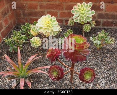 Deux variétés d'Aeonium Arboreum poussant dans la serre de RHS Bridgewater à Salford, Manchester, Royaume-Uni. Banque D'Images