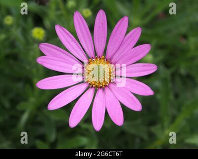 Gros plan d'une fleur d'Osteospermum violette dans un jardin anglais. Banque D'Images
