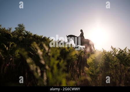 Silhouette d'une femme pilote sur l'escalade à cheval d'une colline couverte de fougère, sur fond du ciel et du soleil couchant. Banque D'Images