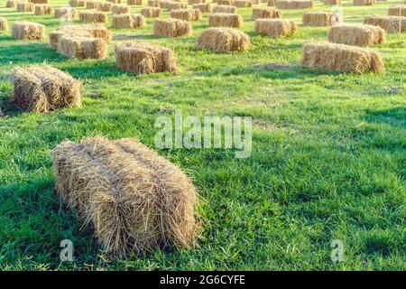 Sièges et tables faits de balles de paille pour l'événement et la fête posés sur la pelouse. Pailles de chaume décorées pour s'asseoir dans la campagne. Mobilier fait Banque D'Images