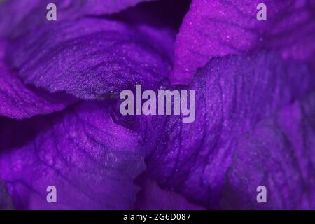 Bouton de fleur d'iris, macro photo. Pétales de fleurs violettes, plein cadre. Banque D'Images