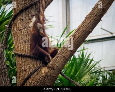 un jeune orangé monte dans un zoo Banque D'Images