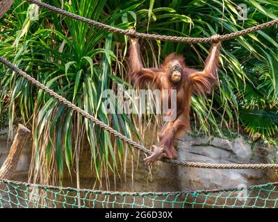 un jeune orangé monte dans un zoo Banque D'Images